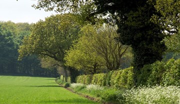 Hedges, trees and borders around a field of spring barley.